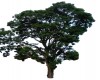 Jacaranda
