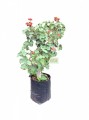 Jatropa