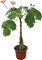 Jatropa