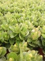 Kalanchoe
