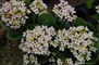 Kalanchoe