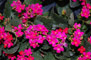 Kalanchoe