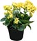 Kalanchoe