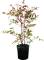 Aralia jamaiquina