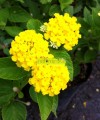 Lantana Amarilla