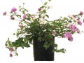 Lantana Morada