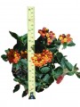 Lantana Naranja