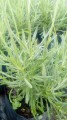 Lavanda inglesa