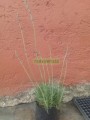 Lavanda inglesa