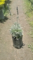 Lavanda griega