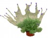 Lavanda helcho