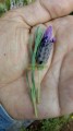 Lavanda española
