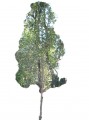 Trueno de árbol