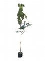Trueno de árbol