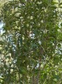 Trueno de árbol