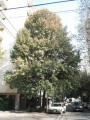 Liquidambar