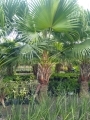 Livingstonia