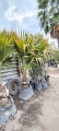 Livingstonia