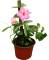 Mandevila rosa