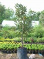 Magnolia grandiflora