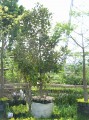 Magnolia grandiflora