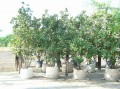 Magnolia grandiflora