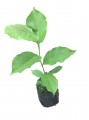 Magnolia Rosa