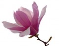 Magnolia Rosa