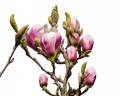 Magnolia Rosa
