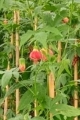 Abutilón rojo
