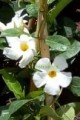 Mandevila blanca