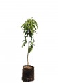 Mango 'Ataulfo'