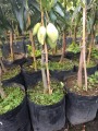 Mango 'Manila'