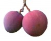 Mango petacón 'Tommy'