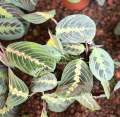 Maranta tricolor