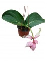 Medinilla
