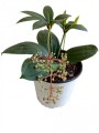 Medinilla compacta