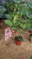 Medinilla speciosa