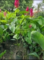 Pluma roja brasileña