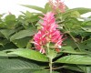 Pluma roja brasileña