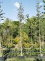 Melaleuca o corcho