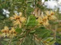 Melaleuca o corcho
