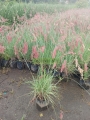 Pasto rubi