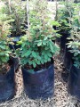 Mimosa sensitiva