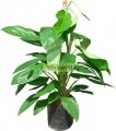 Filodendron esqueleto gigante