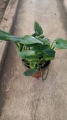 Filodendro Cobra