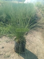 Muhlenbergia capillaris
