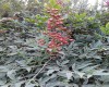 Nandina