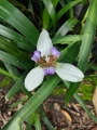 Iris caminante