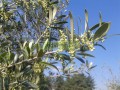 Olivo de aceituna